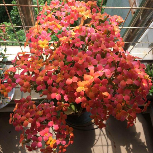 长寿花什么品种最好看
