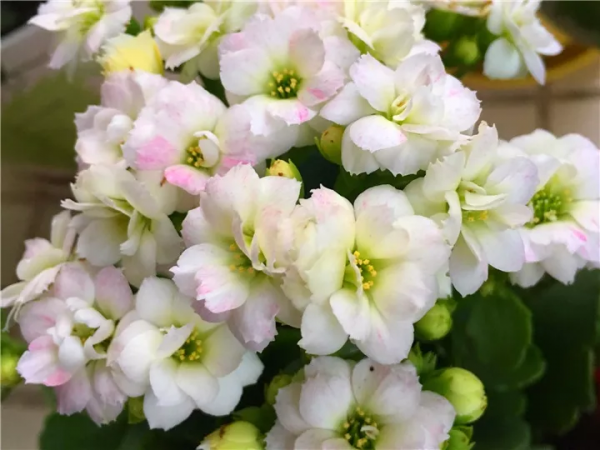 长寿花什么品种最好看