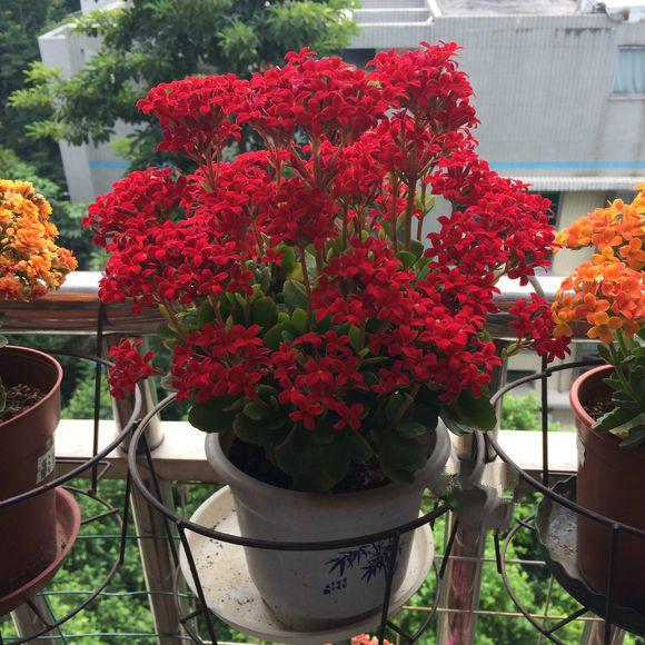 长寿花什么品种最好看