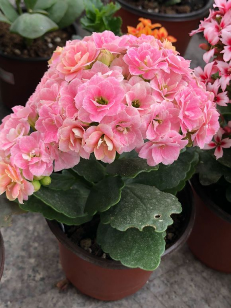 长寿花什么品种最好看