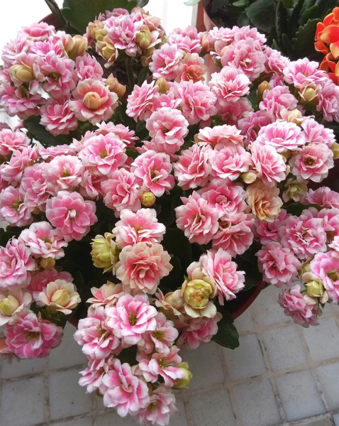 长寿花什么品种最好看