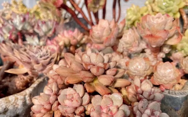 花卉多肉植物怎么养