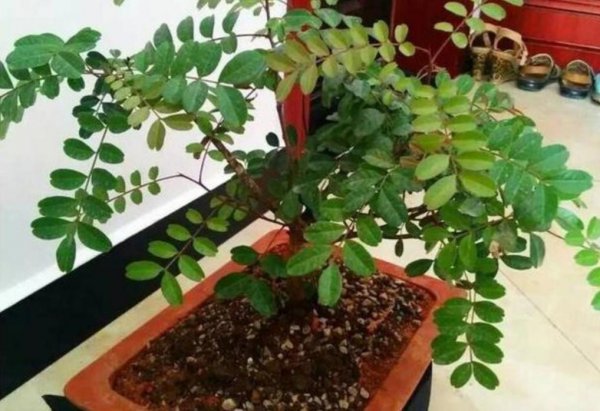 夏季驱蚊植物有哪些品种