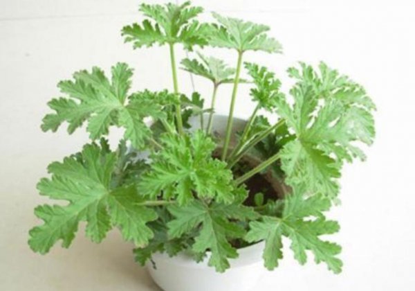 夏季驱蚊植物有哪些品种