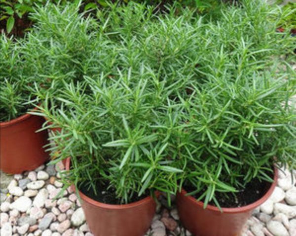 夏季驱蚊植物有哪些品种