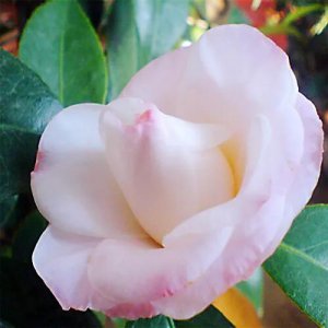 四季茶花哪个品种好养 盘点三种比较好养的茶花