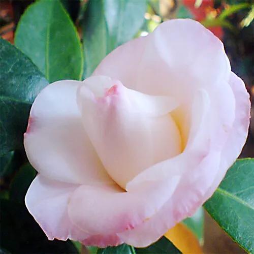 四季茶花哪个品种好养