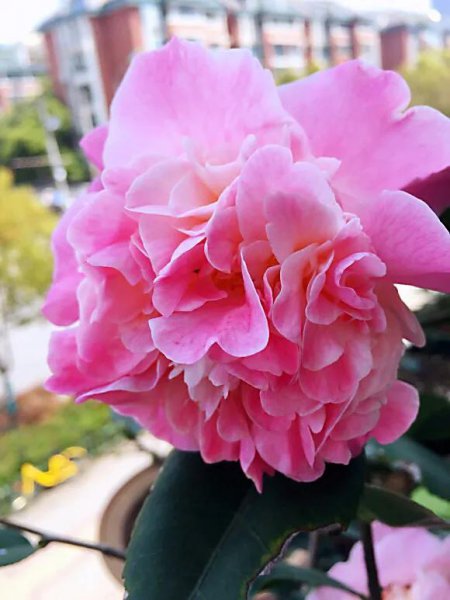 四季茶花哪个品种好养