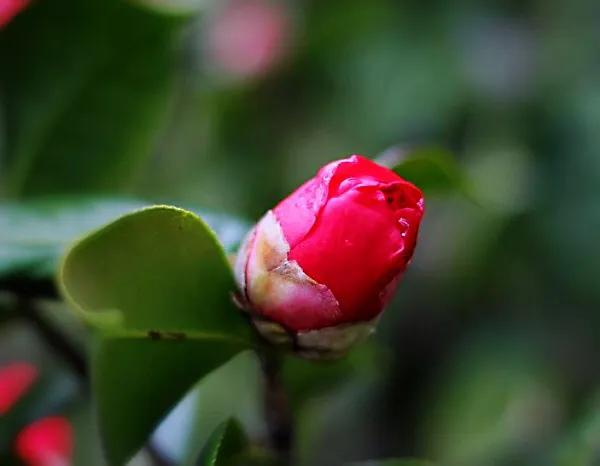四季茶花哪个品种好养