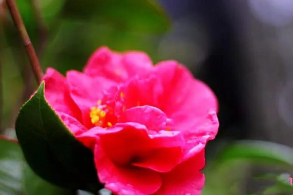 四季茶花哪个品种好养