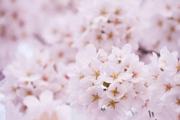 常见樱花品种有哪些