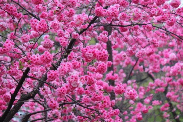 常见樱花品种有哪些