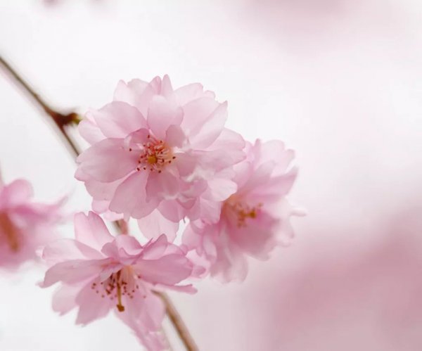 常见樱花品种有哪些