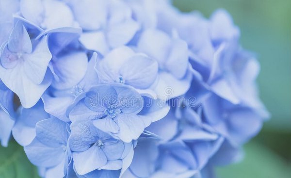绣球花有哪些品种