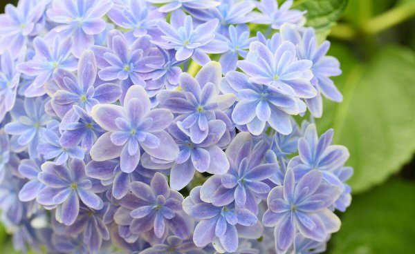 绣球花有哪些品种