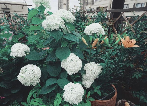 绣球花有哪些品种