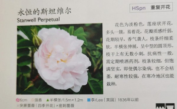 最耐寒的月季品种有哪些