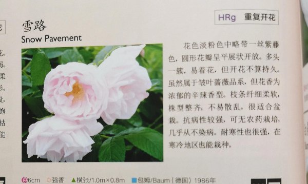 最耐寒的月季品种有哪些