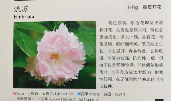 最耐寒的月季品种有哪些