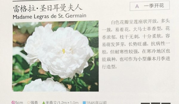最耐寒的月季品种有哪些