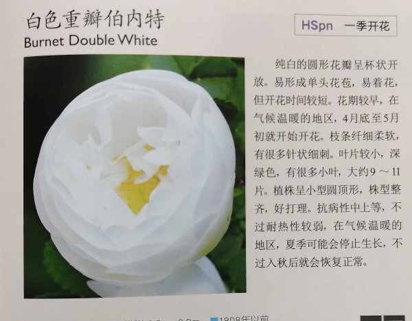 最耐寒的月季品种有哪些