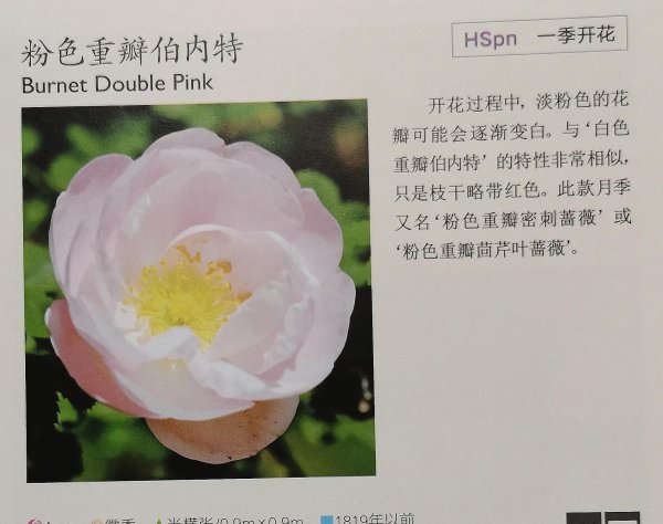 最耐寒的月季品种有哪些