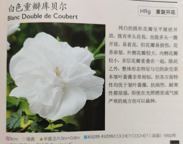 最耐寒的月季品种有哪些