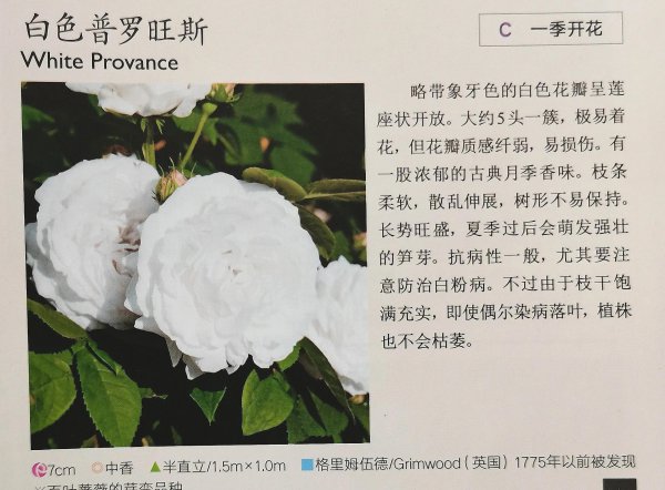 最耐寒的月季品种有哪些