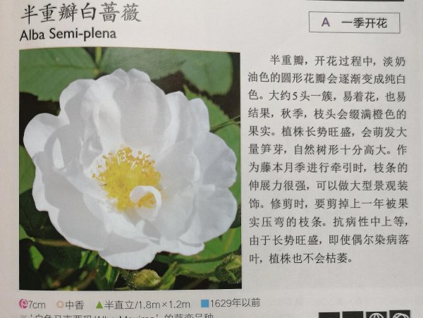 最耐寒的月季品种有哪些