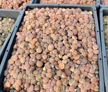 生石花属于什么科植物 简述生石花的基本特征
