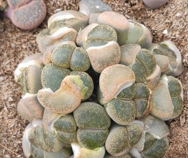生石花属于什么科植物