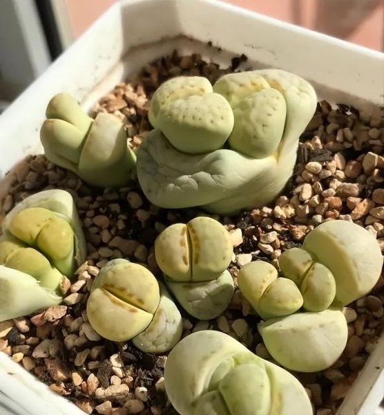 生石花属于什么科植物