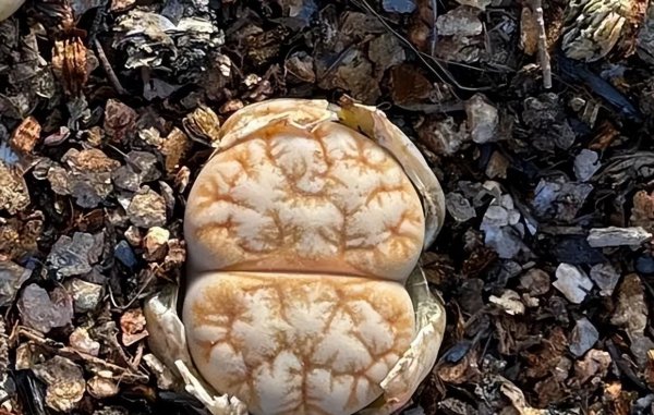 生石花属于什么科植物