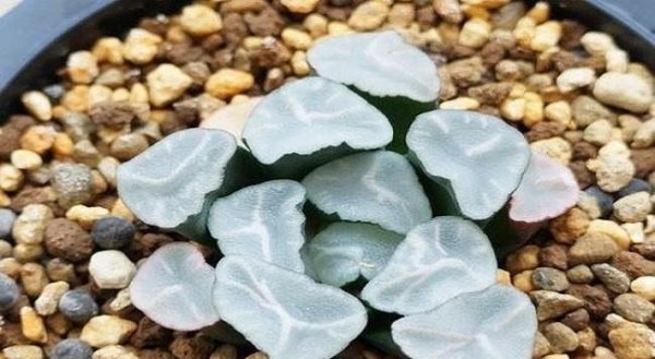 最贵的多肉是什么品种