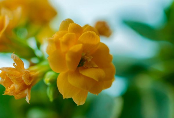 怎么样养长寿花最好