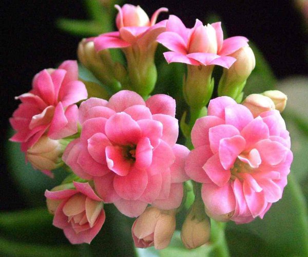 怎么样养长寿花最好