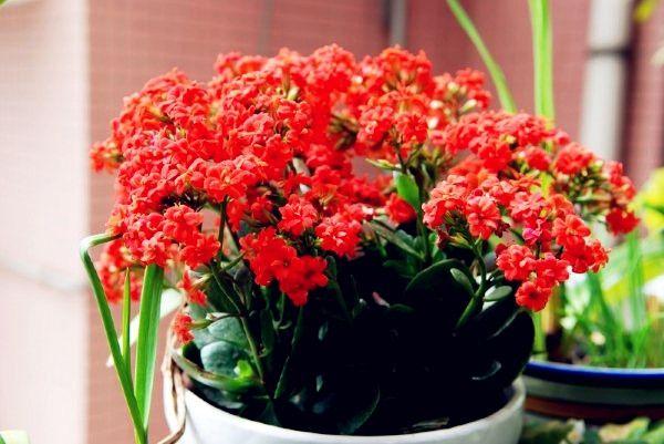 怎么样养长寿花最好