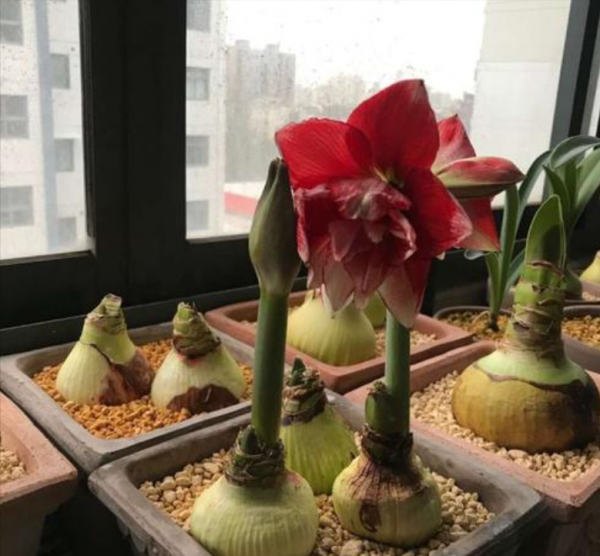 耐寒花卉排行榜前十名