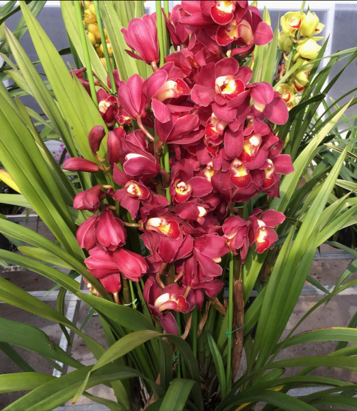 耐寒花卉排行榜前十名