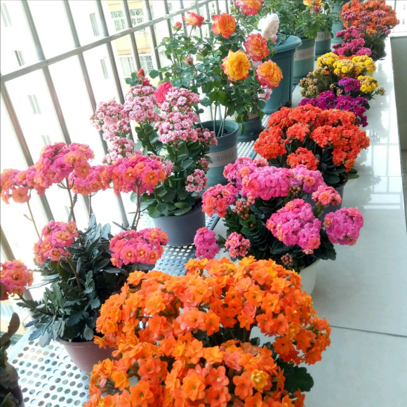 耐寒花卉排行榜前十名