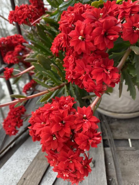 耐寒花卉排行榜前十名