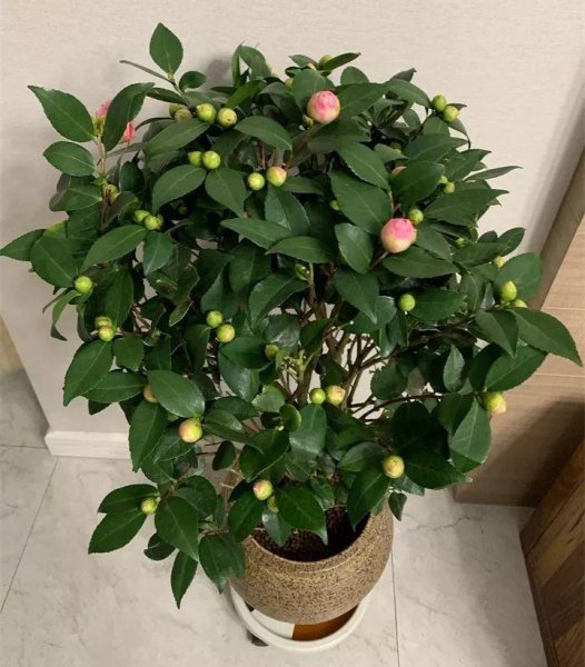 耐寒花卉排行榜前十名