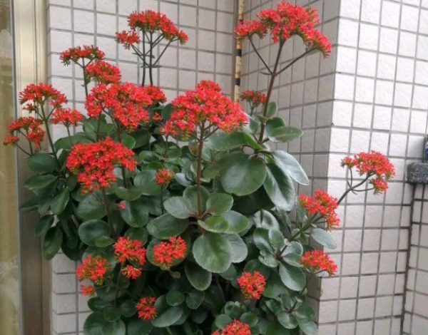 重瓣长寿花怎么养好