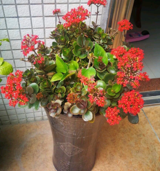 重瓣长寿花怎么养好