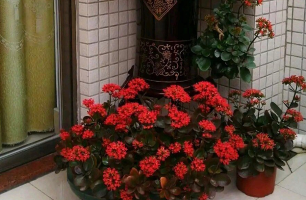 重瓣长寿花怎么养好