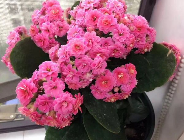 重瓣长寿花怎么养好