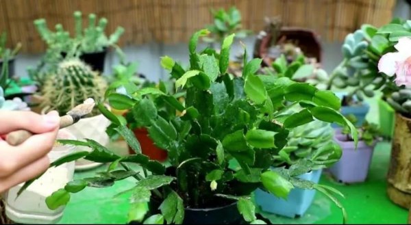 蟹爪兰夏天怎样养活