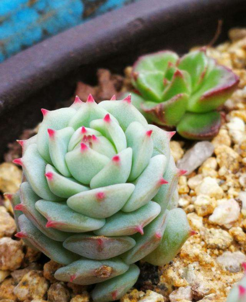 多肉植物怎么养的又肥又大