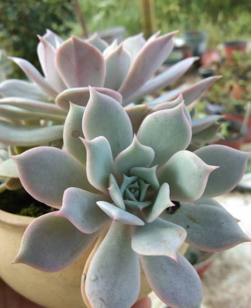 多肉植物怎么养的又肥又大