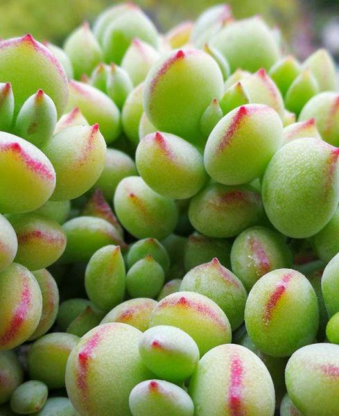 多肉植物怎么养的又肥又大
